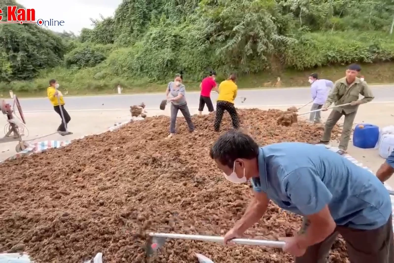 Sử dụng bã dong riềng làm phân hữu cơ và thức ăn chăn nuôi: "Lợi ích kép"