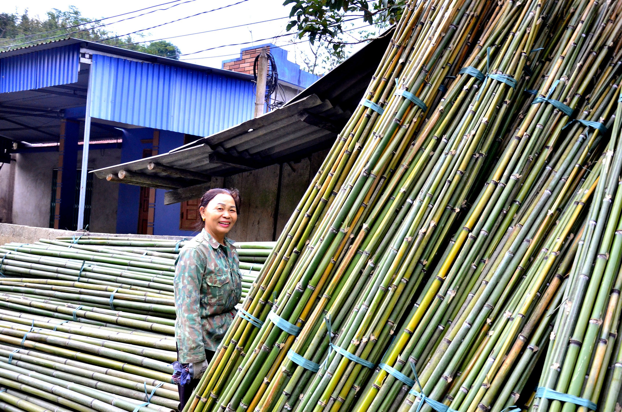 Cây trúc ở đây được khai thác nhiều vào những tháng cuối năm. chein-2.jpg