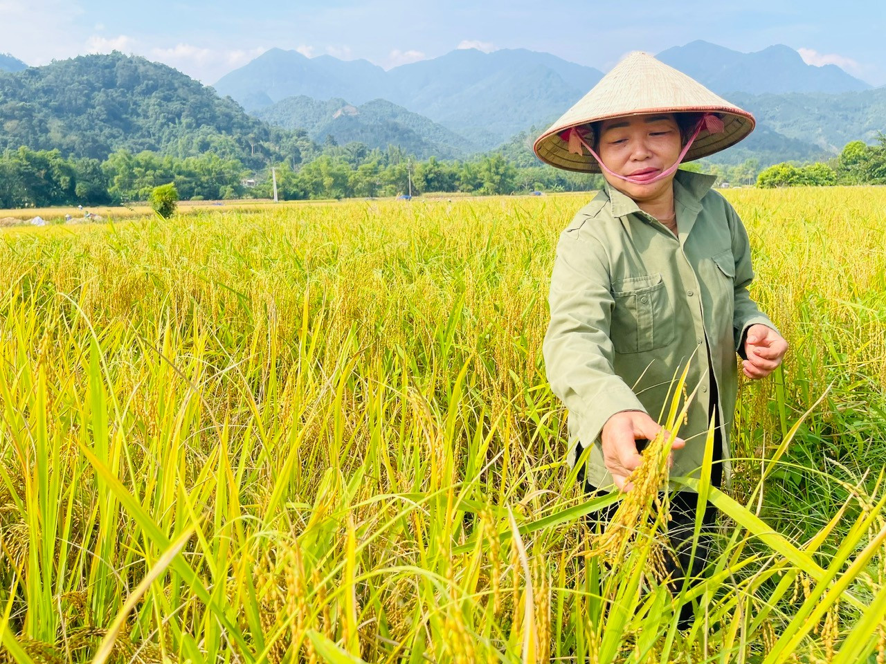 Hộ chị Lăng Thị Tuyến ở thôn Nà Pái, xã Vi Hương, huyện Bạch Thông năm đầu tiên tham gia trồng lúa hữu cơ. chi1.jpg