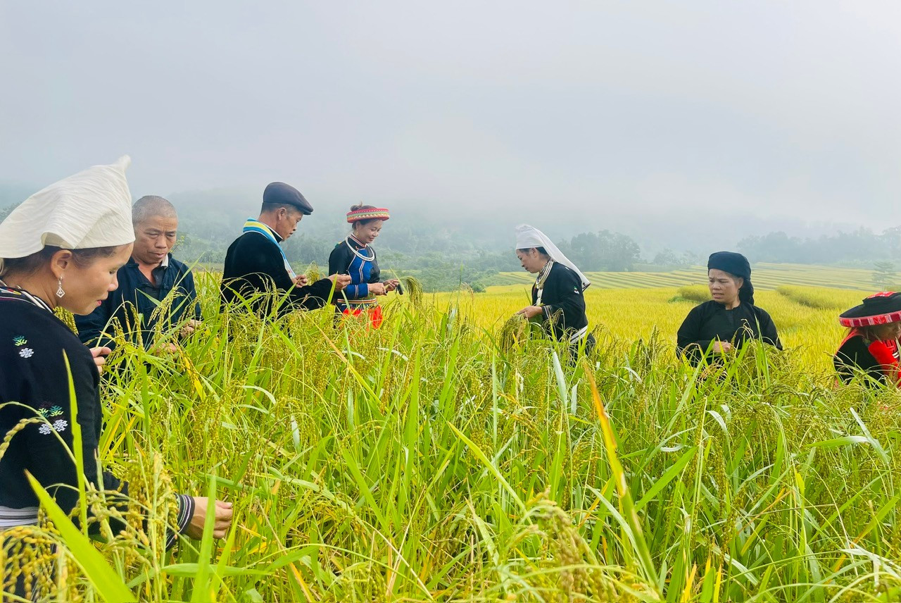 Thu hái lúa nếp hữu cơ ở thôn Pác Phai, xã Thượng Giáo, huyện Ba Bể. pac-phai.jpg