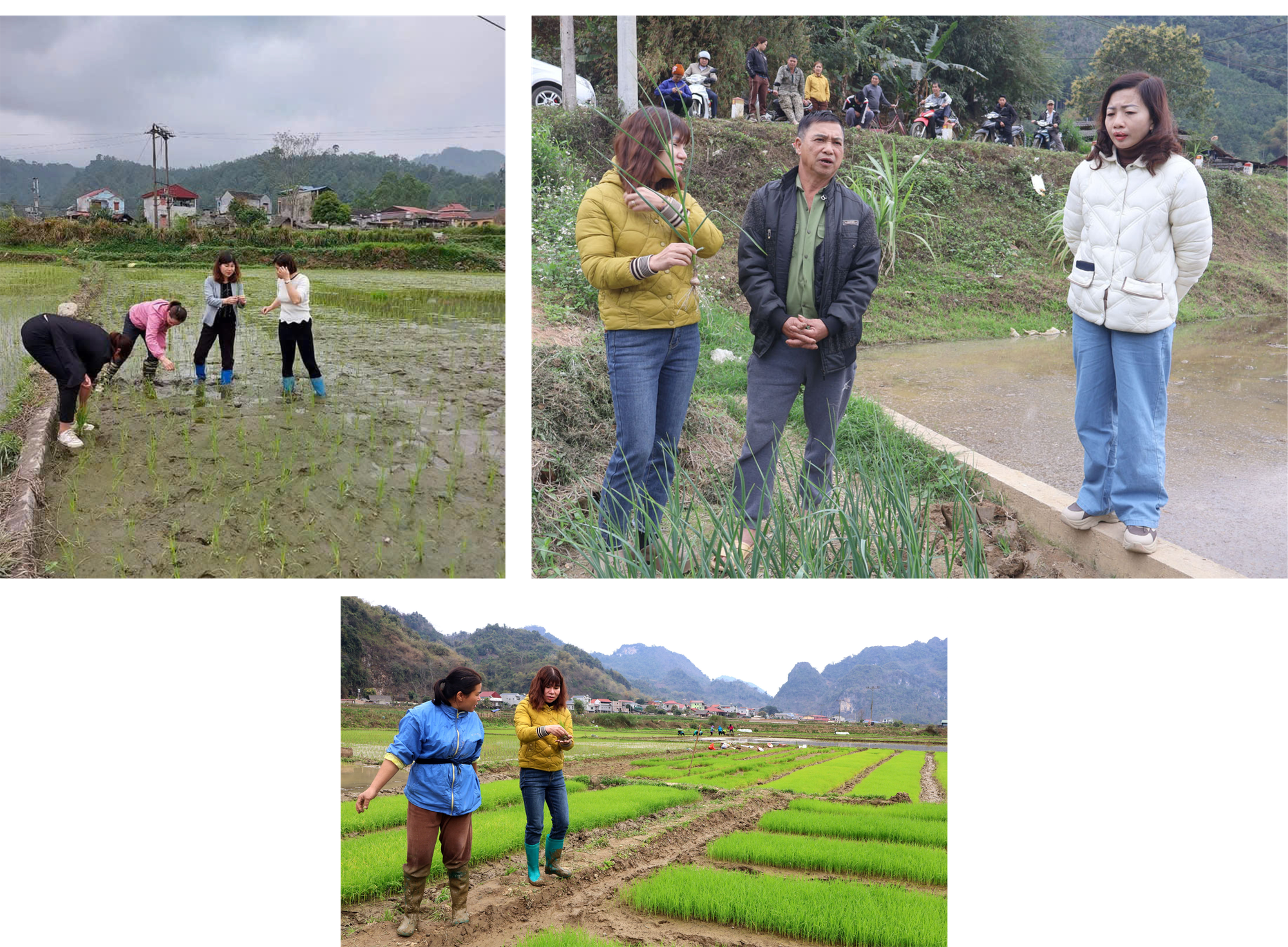 Chị Phạm Thị Thu trực tiếp hướng dẫn chăm sóc lúa cho bà con. phung.png