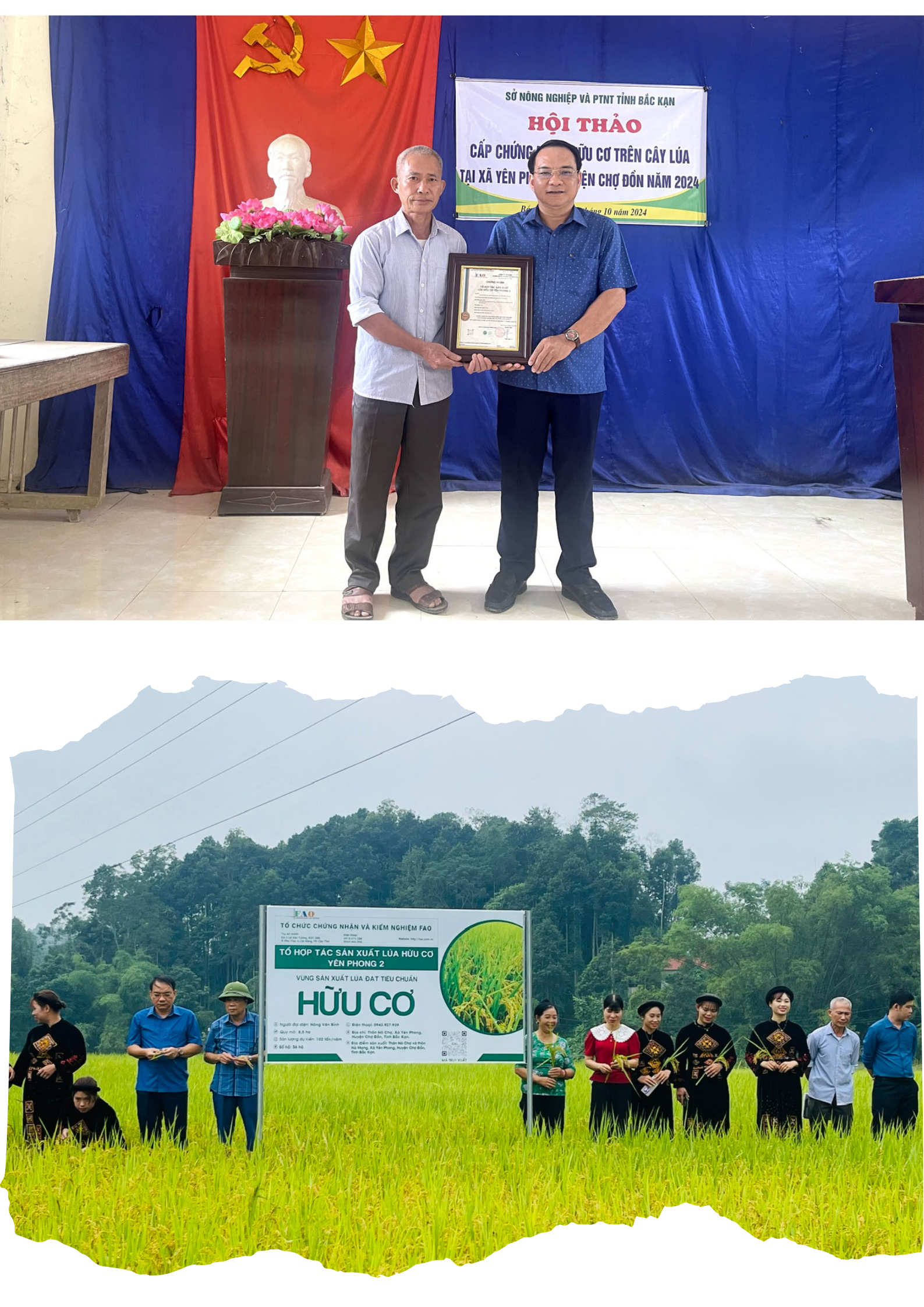 Xã Yên Phong, huyện Chợ Đồn hiện có hơn 16ha lúa được chứng nhận vùng trồng hữu cơ. huu-co.png