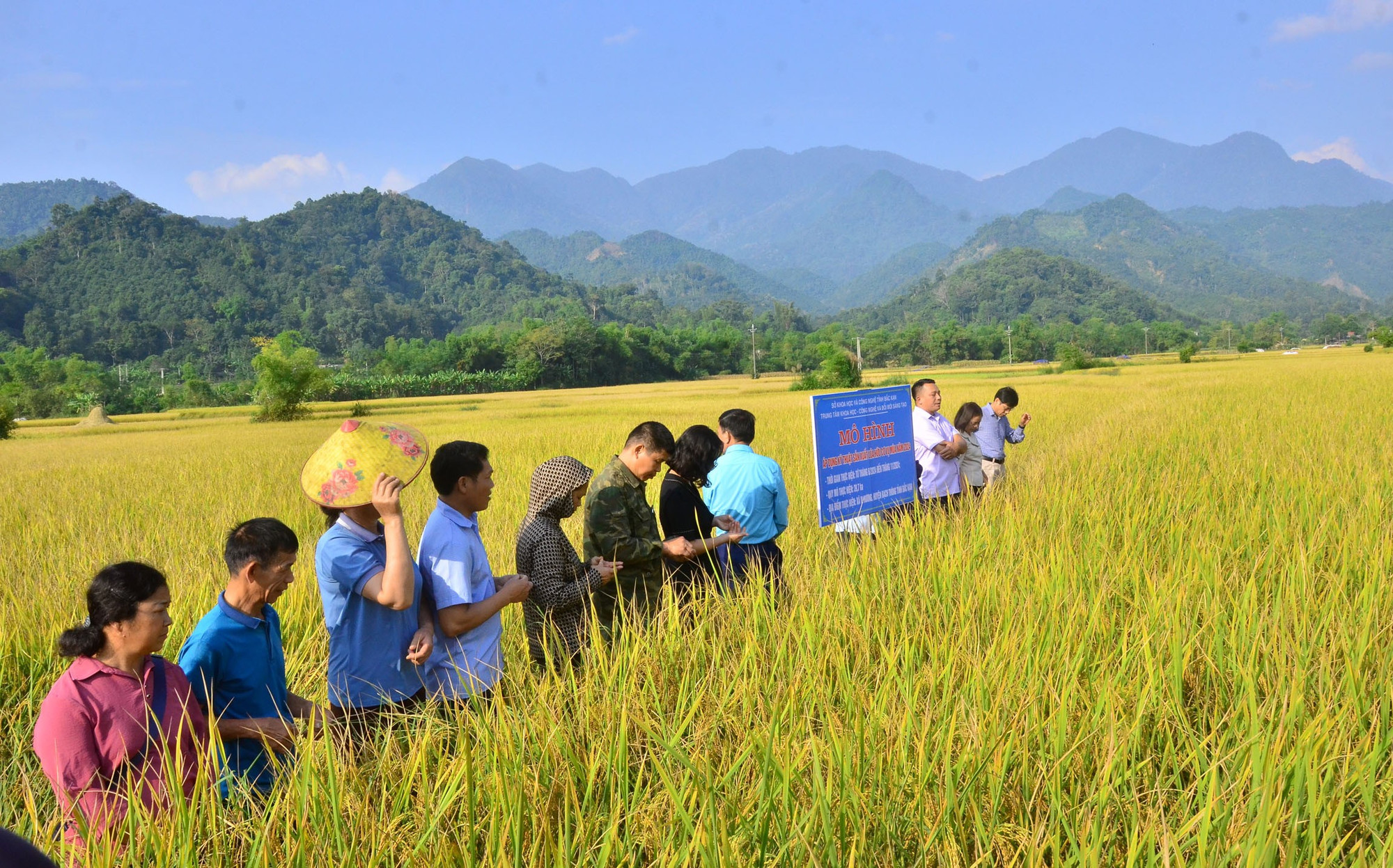 Hội thảo đánh giá mô hình lúa hữu cơ tại xã Vi Hương, huyện Bạch Thông vụ mùa năm 2024. huu1.jpg