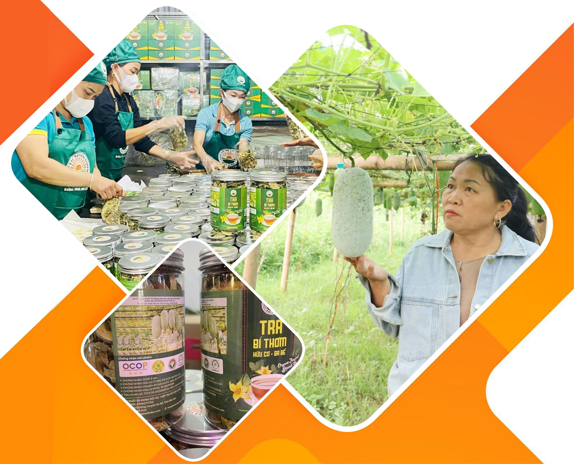មឹកបៃតង និងផលិតផលកែច្នៃពីមឹកត្រូវបានផលិត និងកែច្នៃដោយសហករណ៍ក្នុងស្រុកបាប៊ី។ bi-thom.jpg