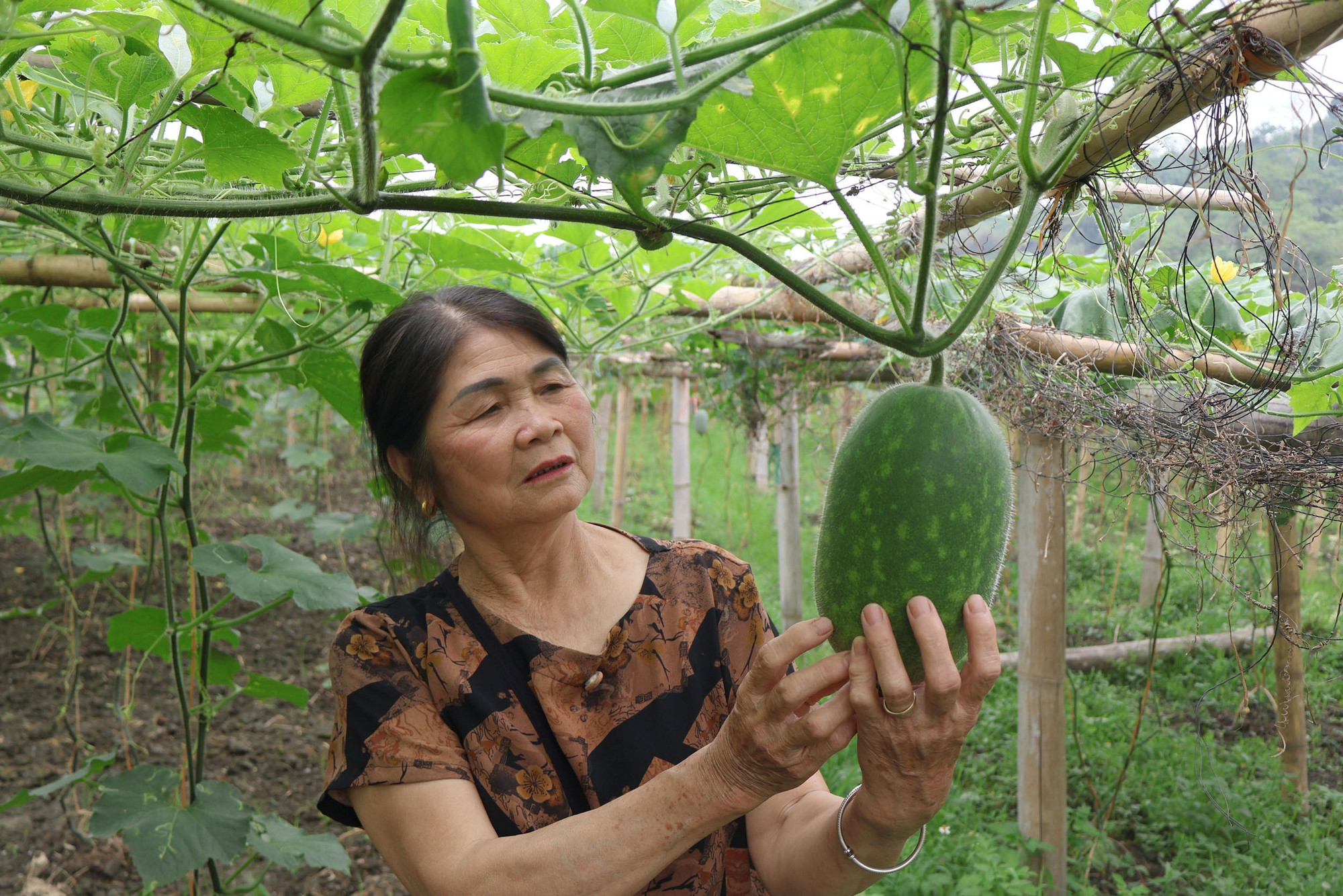 លោកស្រី Nong Thi Phan ប្រធានសហករណ៍មនុស្សចាស់នៃសហករណ៍ Yen Duong ពិនិត្យសួនល្ពៅរបស់គ្រួសារលោកស្រី។ co-phan.jpg