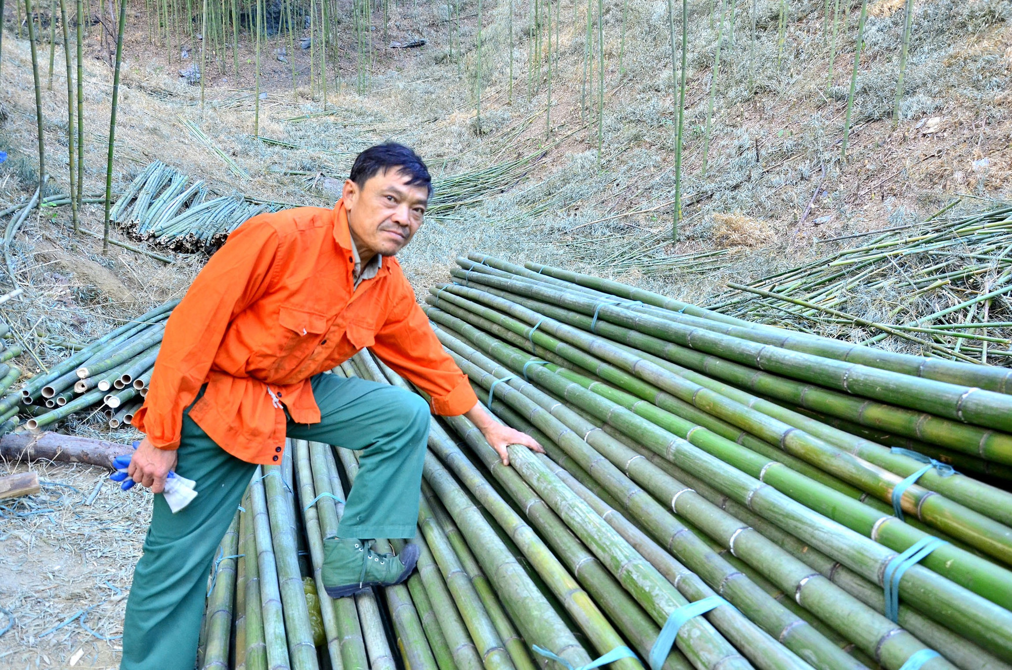 Ông Hoàng Kim Chiến khai thác trúc đại để bán về các tỉnh miền xuôi. chien-1.jpg