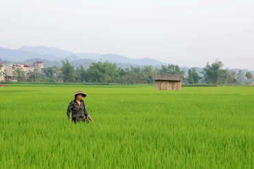 Bắc Kạn có mưa sau nhiều ngày nắng hạn kéo dài