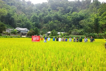 Trình diễn mô hình giống lúa thuần chất lượng cao QR15