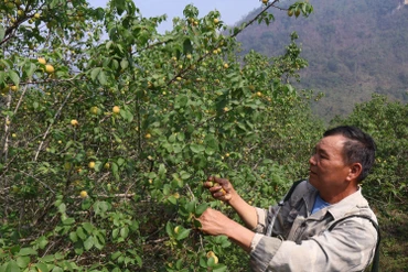 Giá mơ giảm sâu, người dân lo lắng giữa vụ thu hoạch