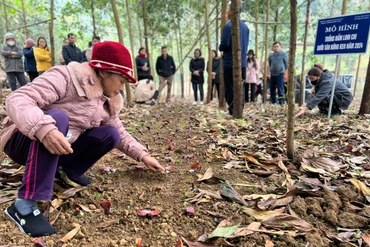 Hội thảo đánh giá mô hình trồng nấm linh chi dưới tán rừng keo