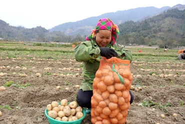 Nông dân huyện Bạch Thông "trúng" vụ khoai tây 