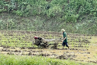 Bắc Kạn triển khai các phương án sản xuất vụ mùa năm 2025