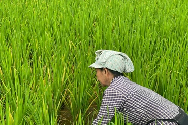 Bọ rầy tiếp tục tăng về mật độ
