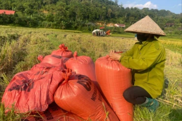 Tập trung thu hoạch 2.500ha lúa mùa sớm 