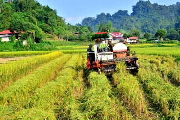 Nhộn nhịp ngày mùa