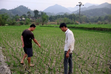 Nhiều cánh đồng oằn mình trong thời tiết khô hạn