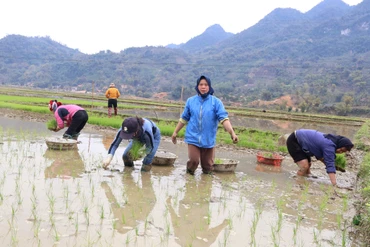 Sôi nổi khí thế sản xuất vụ xuân