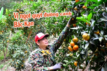 Vị ngọt quýt đường canh Bắc Kạn