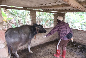 Một số địa phương tỷ lệ tiêm phòng gia súc chưa đạt kế hoạch