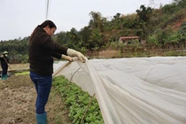 Bắc Kạn chủ động ứng phó rét đậm, bảo vệ cây trồng, vật nuôi 