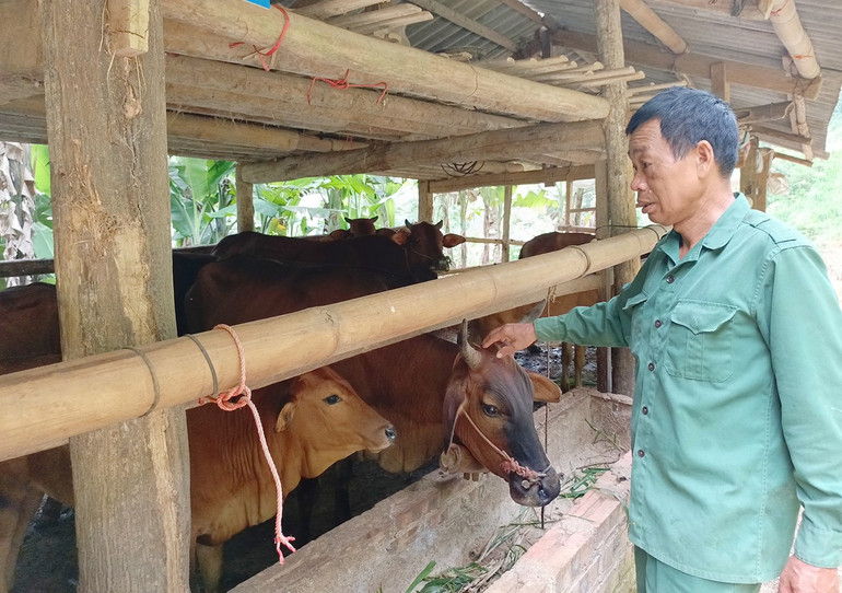 គំរូចិញ្ចឹមគោឆ្លងកាត់ដោយសុវត្ថិភាពរបស់គ្រួសារលោក Dong Phuc Chien ភូមិ Ban Trang ឃុំ Dong Lac (Cho Don)។ t7-ong-dong-phuc-chien-thon-ban-trang-xa-dong-lac-cho-don-ben-dan-bo-cua-gia-dinh.jpg