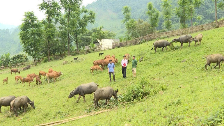 Mô hình chăn nuôi trâu, bò sinh sản của gia đình anh Dương Văn Thánh, thôn Khuổi Trà, xã Cổ Linh (Pác Nặm). t5-mo-hinh-chan-nuoi-trau-bo-sinh-san-cua-gia-dinh-anh-duong-van-thanh-thon-khuoi-tra-xa-co-linh-pac-nam.jpg