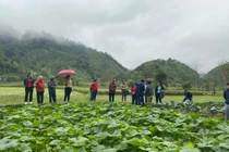 Dự án Cải thiện sinh kế cho các cộng đồng nghèo trên địa bàn huyện Bạch Thông đã giúp cho nhiều hộ dân thay đổi cuộc sống.