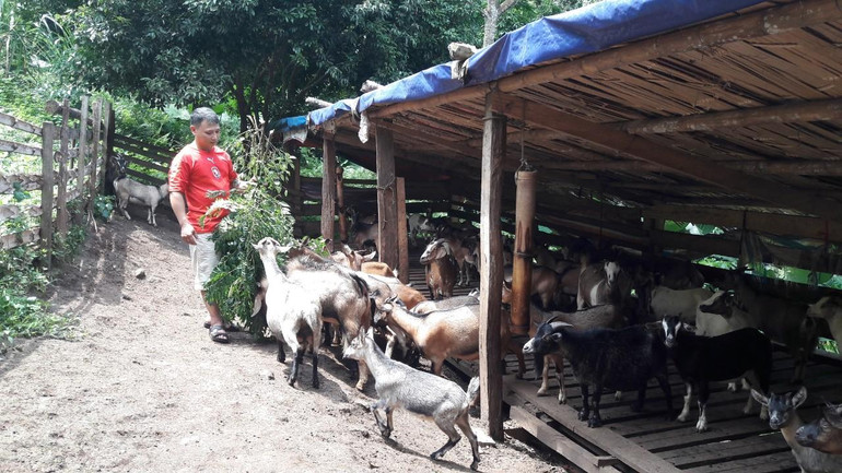 Mô hình chăn nuôi dê sinh sản của gia đình ông Bùi Văn Sỹ, thôn Bó Pết, xã Yên Thịnh đem lại hiệu quả kinh tế cao. IMG_20240812_093310.jpg