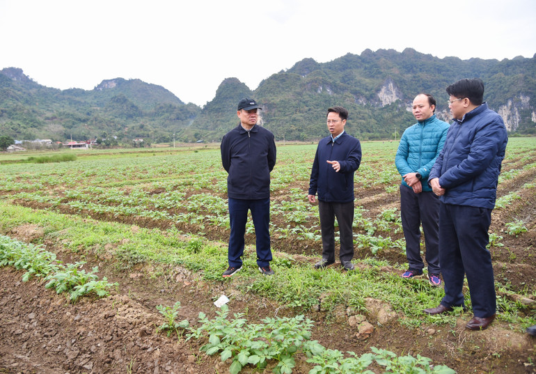 Đồng chí Bí thư Tỉnh ủy Hoàng Duy Chinh (người bên trái ảnh) kiểm tra thực tế tình hình sản xuất tại cánh đồng xã Nam Cường. bt-kiem-tra-nc-3.jpg