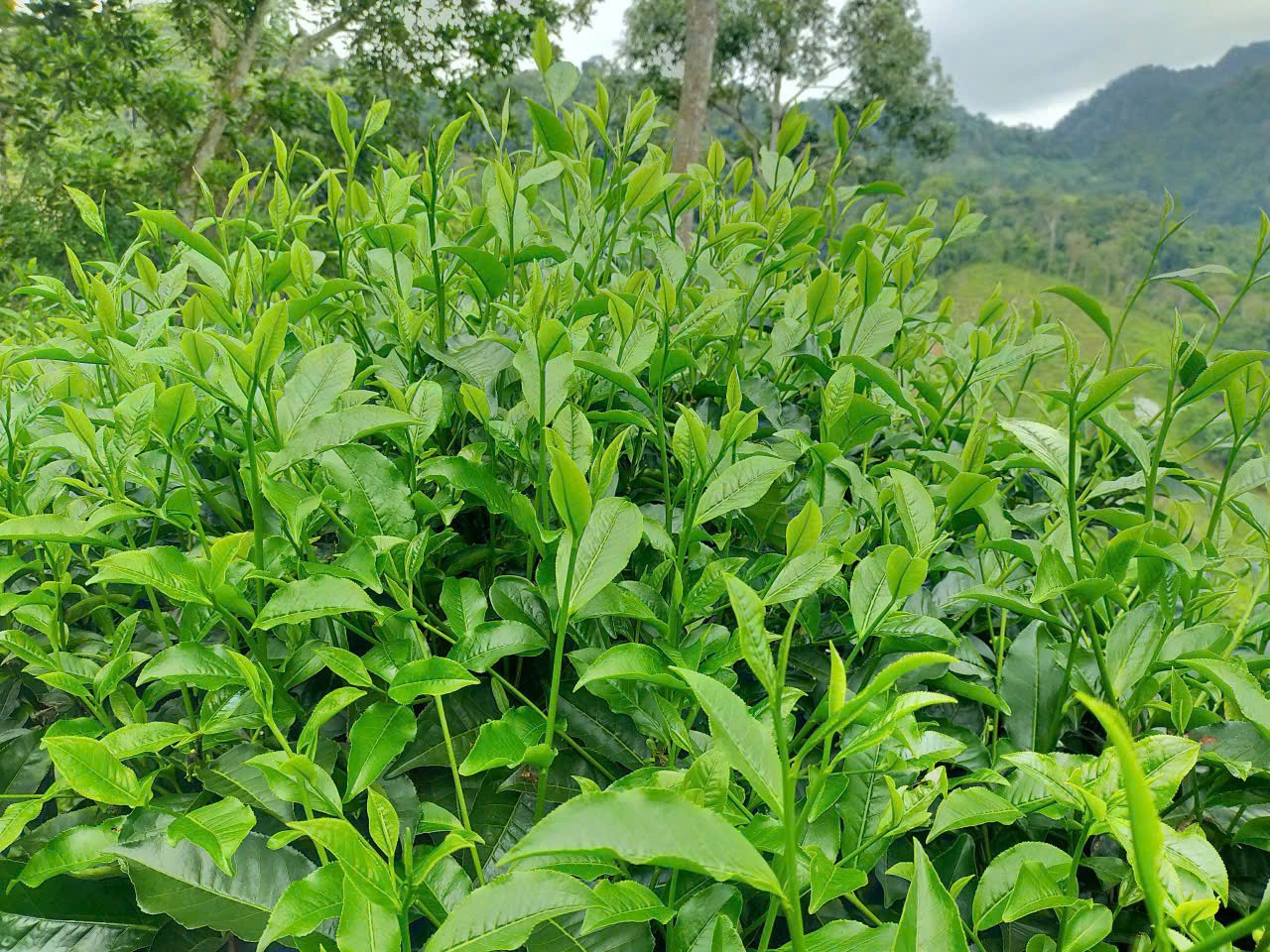 若い緑茶の芽は高い山の新鮮な空気を吸収します。 ban-mo-5.jpg