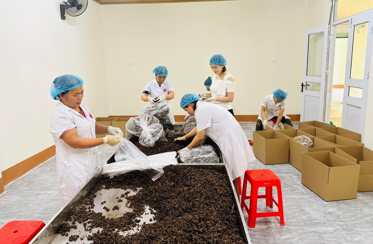 Chị Lê Thị Hương, kiểm tra hoạt động đóng gói hoa hồi sấy khô của HTX. huong-2-8188.jpg