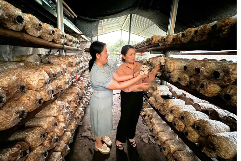Sản phẩm nấm sò của HTX Quý Hợp, xã Đôn Phong, huyện Bạch Thông. t20-phu-nu-bac-kan-ngay-cang-khang-dinh-duoc-vai-tro-cua-minh-trong-phat-trien-kinh-te.png