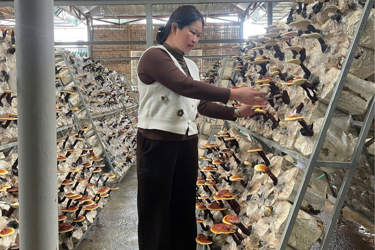 Chị Nông Thị Biệt, Giám đốc HTX Minh Anh chủ động học tập, nghiên cứu để phát triển các sản phẩm nấm đạt chất lượng ra thị trường. t20-chi-nong-thi-biet-giam-doc-htx-minh-anh-chu-dong-hoc-tap-nghien-cuu-de-phat-trien-cac-san-pham-nam-dat-chat-luong-ra-thi-truong.png