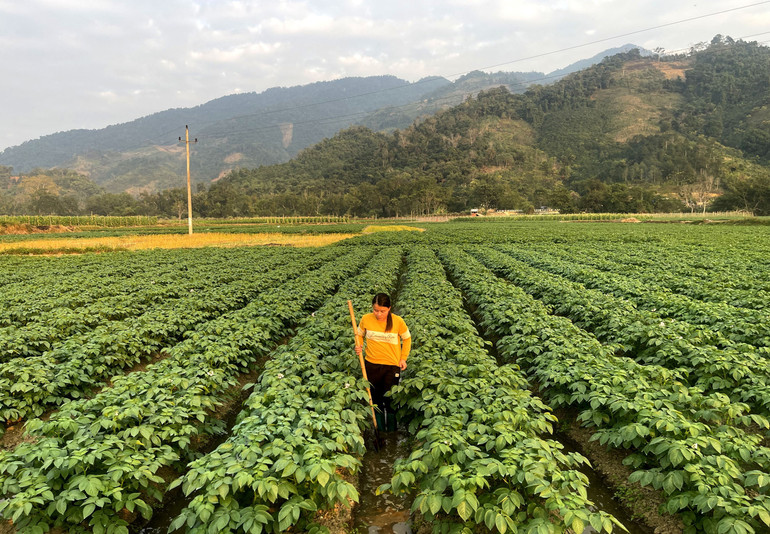 Khoai tây là một trong những cây trồng tiềm năng của huyện Bạch Thông. Trong ảnh: Cánh đồng khoai tây xã Mỹ Thanh, huyện Bạch Thông. khoai-tay-la-mot-trong-nhung-cay-trong-tiem-nang-cua-huyen-bach-thong-trong-anh-canh-dong-khoai-tay-xa-my-thanh.jpg