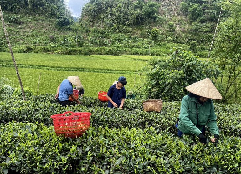 Người dân xã Mỹ Phương thu hái chè. Đây là vùng có diện tích chè lớn của huyện Ba Bể. t5-nguoi-dan-xa-my-phuong-thu-hai-che-day-cung-la-vung-co-dien-tich-che-lon-cua-huyen-ba-be.jpg