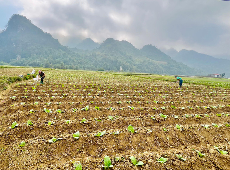 Cây nguyên liệu thuốc lá là cây trồng thế mạnh ở các xã vùng cao của huyện Bạch Thông. Cây nguyên liệu thuốc lá là cây trồng thế mạnh ở các xã vùng cao của huyện Bạch Thông..jpeg