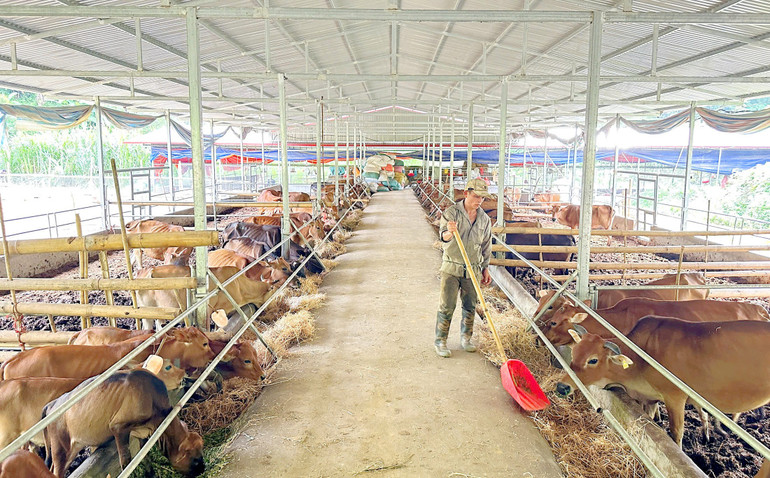 Việc lồng ghép triển khai các dự án giúp người dân thay đổi tư duy sản xuất, góp phần nâng cao thu nhập. 117 thay.jpg