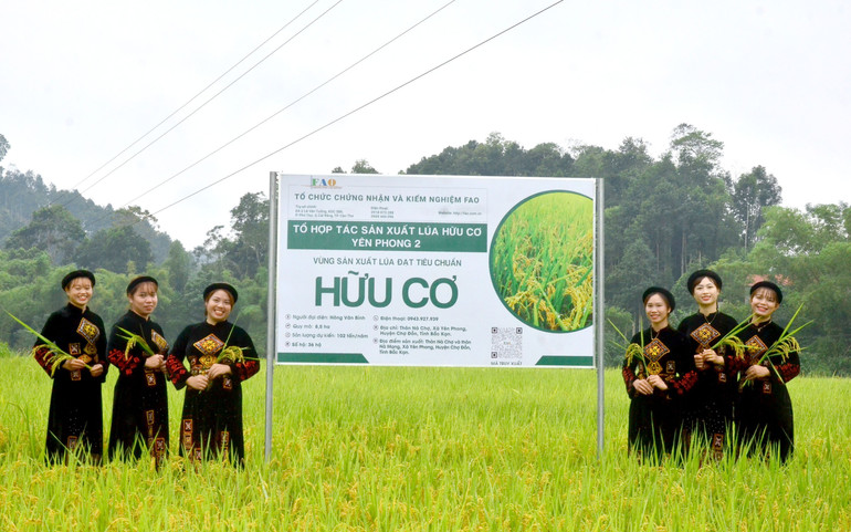 Diện tích lúa đạt chuẩn hữu cơ tại xã Yên Phong, huyện Chợ Đồn. dien-tich-lua-dat-chuan-huu-co-tai-xa-yen-phong-huyen-cho-don-thu-trang.jpg