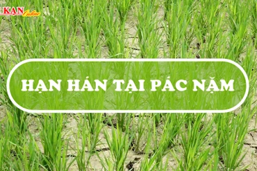 Nhiều diện tích cây trồng ở Pác Nặm bị ảnh hưởng do nắng nóng kéo dài