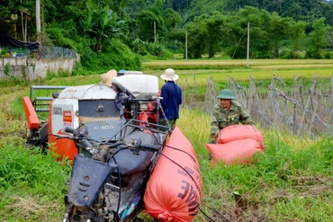 Khẩn trương thu hoạch lúa xuân, chuẩn bị sản xuất vụ mùa