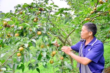 Lê Bắc Kạn vào mùa quả ngọt