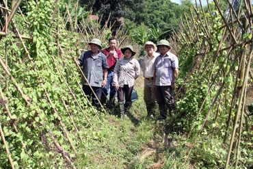 Sống cạnh "kho" thuốc quý, Bắc Kạn làm gì để bảo tồn nguồn gen cây dược liệu?