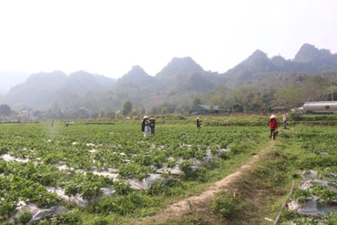 Thúc đẩy tiến độ giải ngân vốn Chương trình MTQG xây dựng nông thôn mới