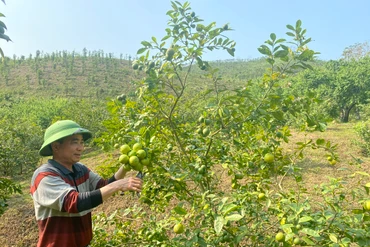 Trồng cây chanh bông tím cho quả quanh năm