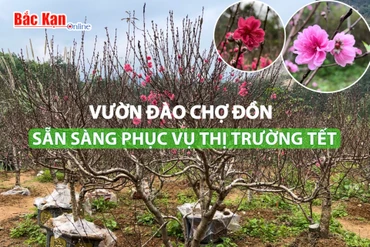 Vườn đào Chợ Đồn sẵn sàng phục vụ thị trường Tết