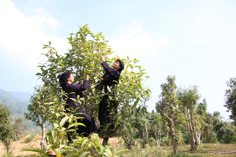 Những cây chè shan tuyết cổ thụ img-7305.jpg