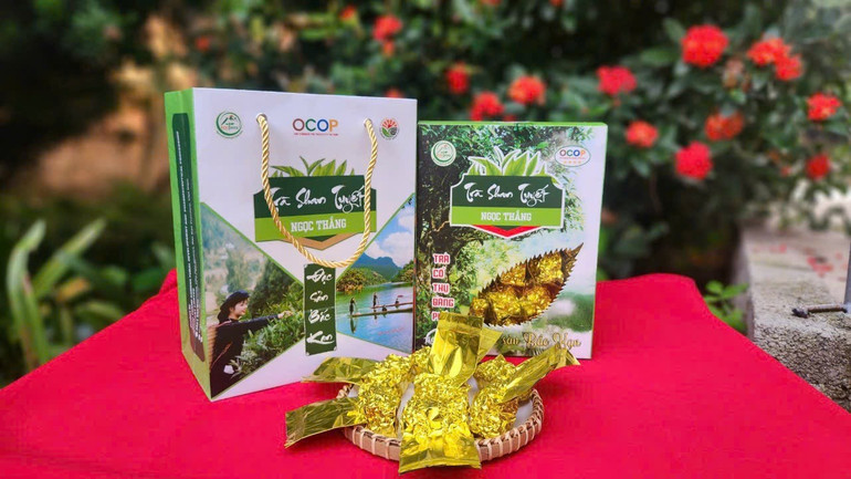 Sản phẩm trà Shan tuyết của Công ty TNHH Phát triển nông nghiệp và chế biến dược liệu Ngọc Thắng. img-7918.jpg