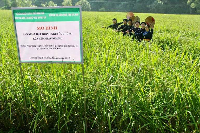 Cánh đồng Khẩu Nua Pái tại thôn Bản Chang, xã Lương Bằng (Chợ Đồn). img-4047-8836-8137.jpeg
