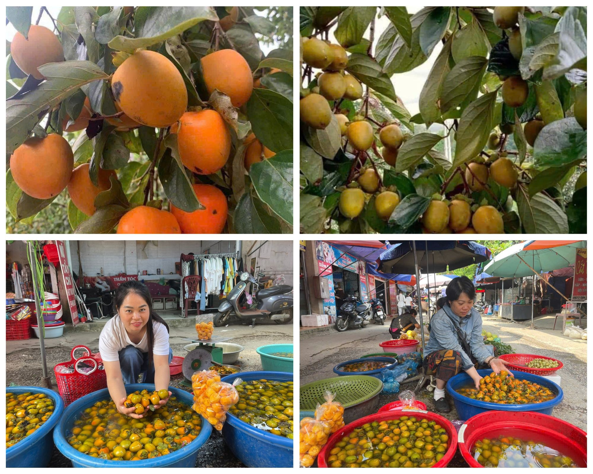 Sản phẩm hồng không hạt Bắc Kạn. xanh-duong-va-mau-kem-ke-hoach-du-lichky-nghi-anh-ghep-1-4228.jpg