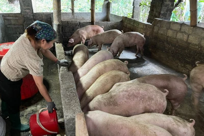 Tăng tốc sản xuất nông, lâm nghiệp từ đầu năm